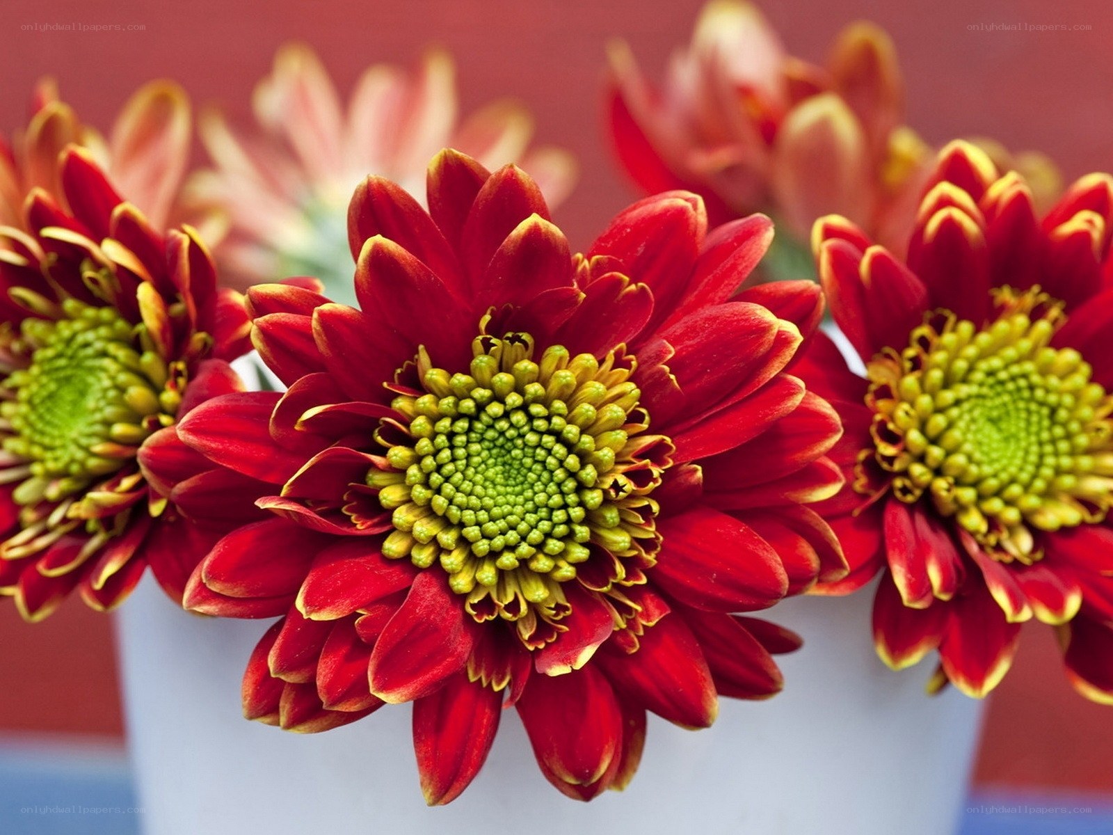 Red chrysanthemums in a vase