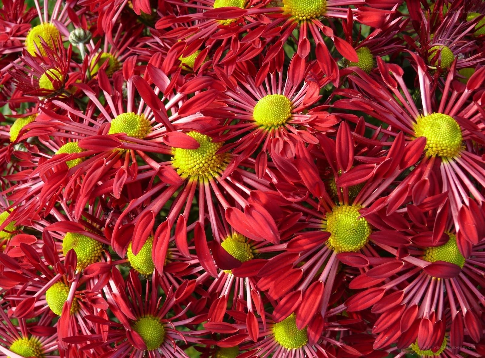 Red chrysanthemums in bloom