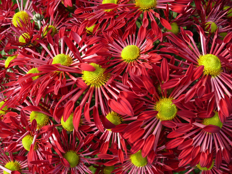 Red chrysanthemums in bloom