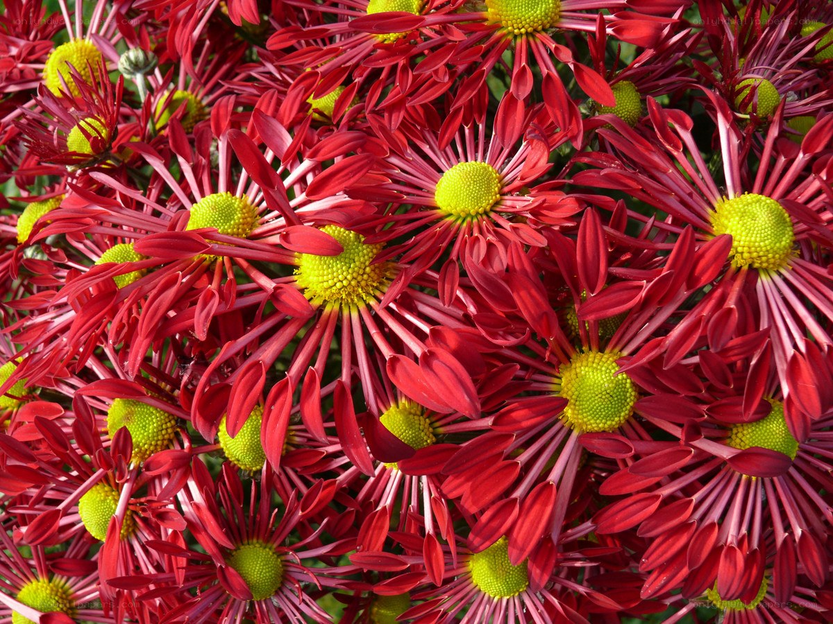 Red chrysanthemums in bloom