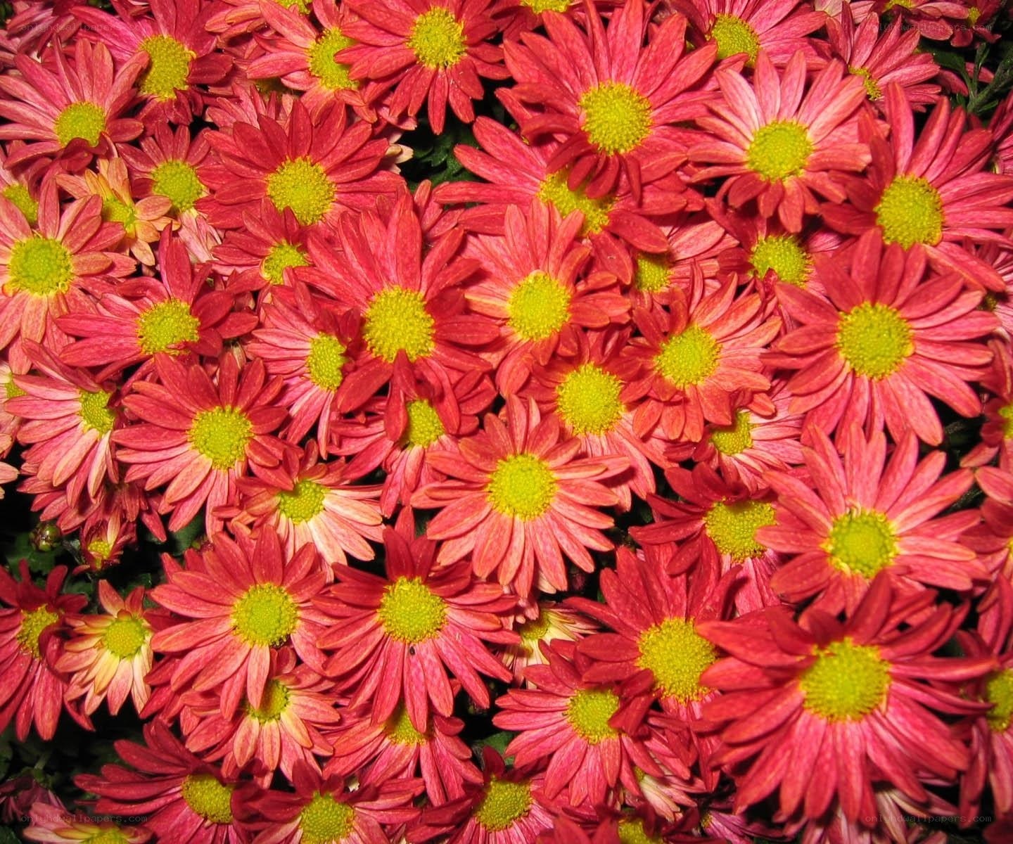 Red chrysanthemums in bloom