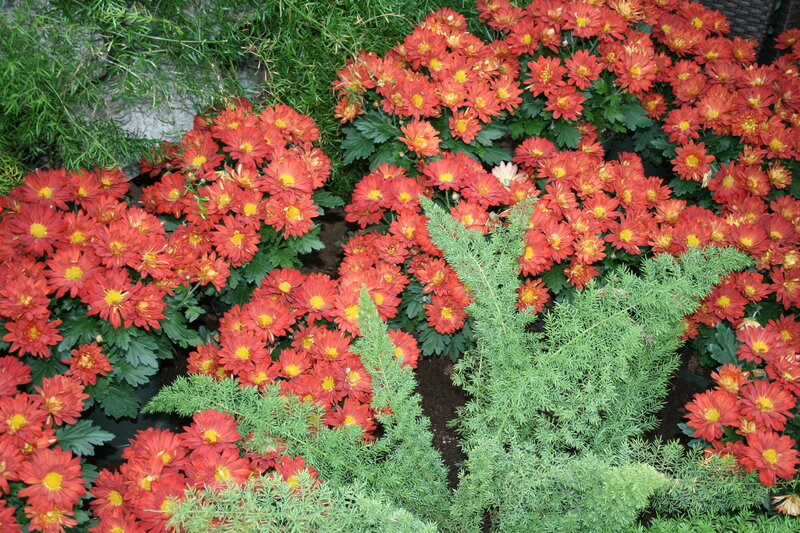 Red Chrysanthemums in Garden — Calm