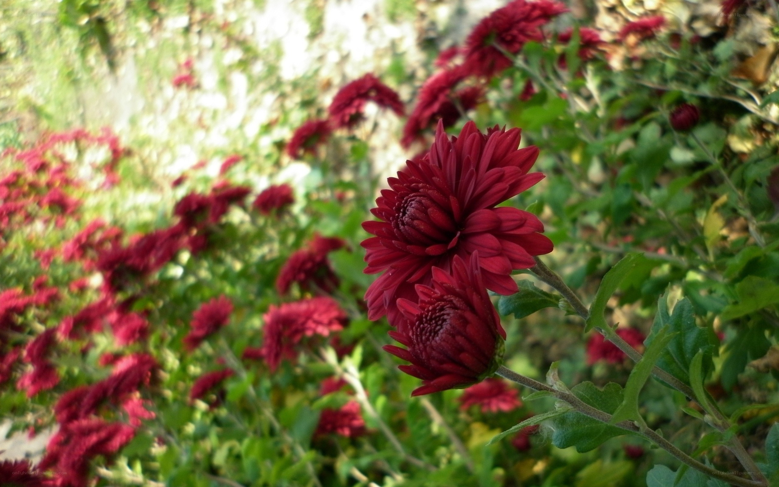 Red chrysanthemums in garden