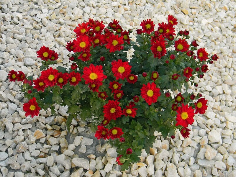 Red chrysanthemums in gravel