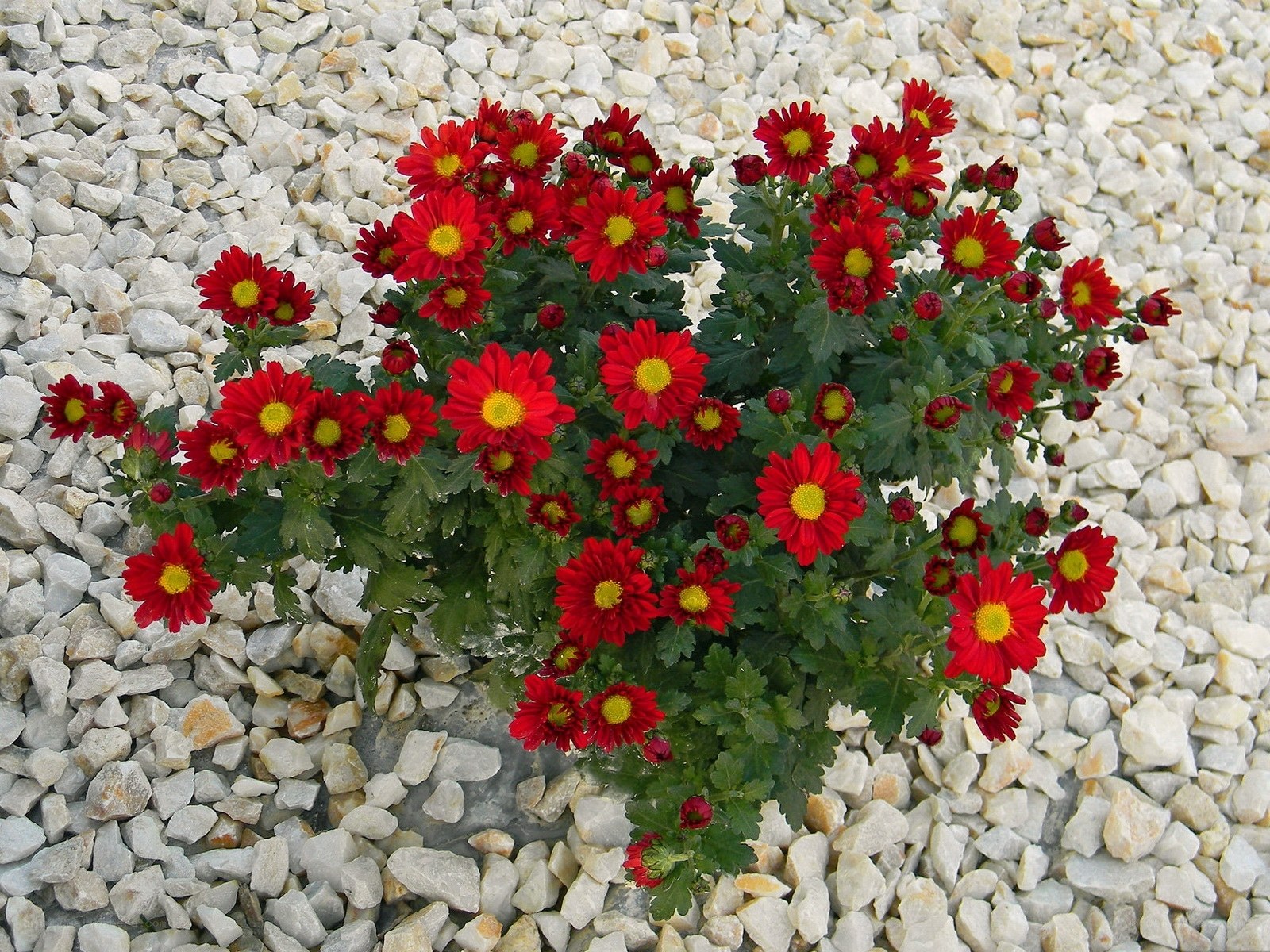 Red chrysanthemums in gravel