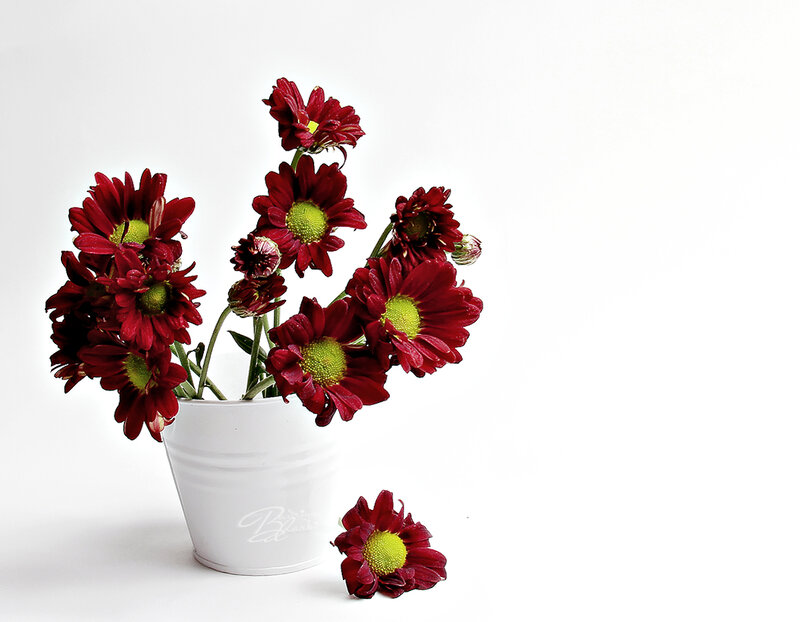 Red Chrysanthemums in Pot — Calm, Photograph