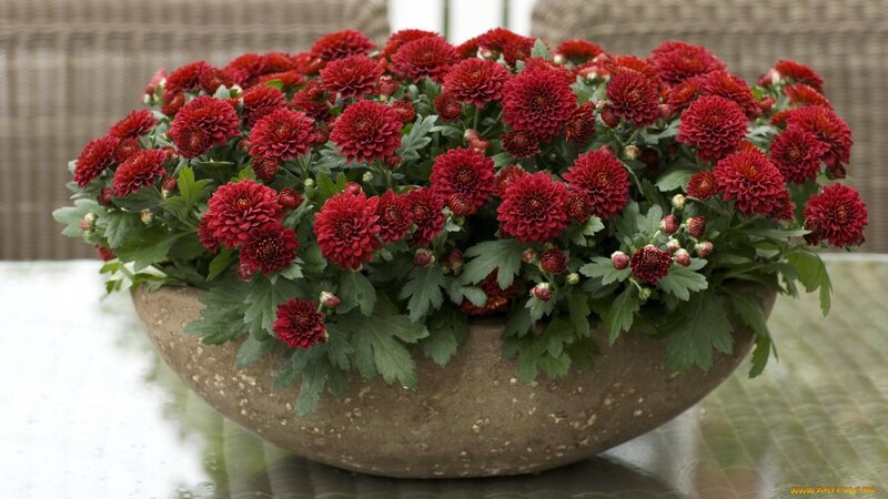 Red Chrysanthemums in Pot — Calm