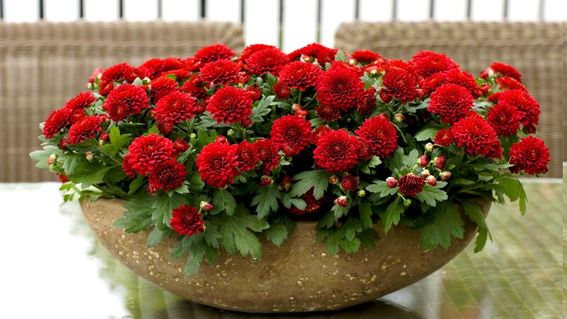 Red Chrysanthemums in Pot