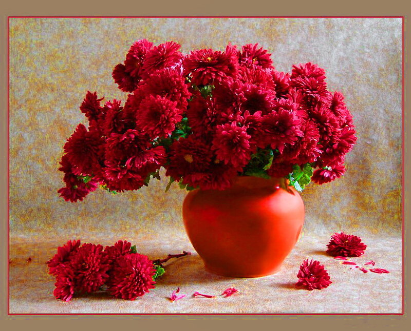 Red Chrysanthemums in Vase — Calm