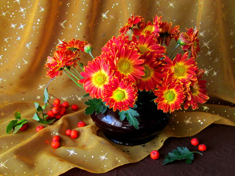 Red Chrysanthemums in Vase — Festive