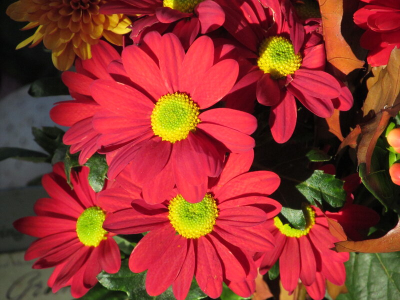 Red Chrysanthemums