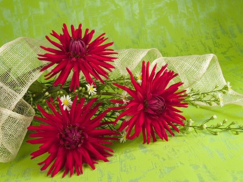 Red Chrysanthemums with Ribbon
