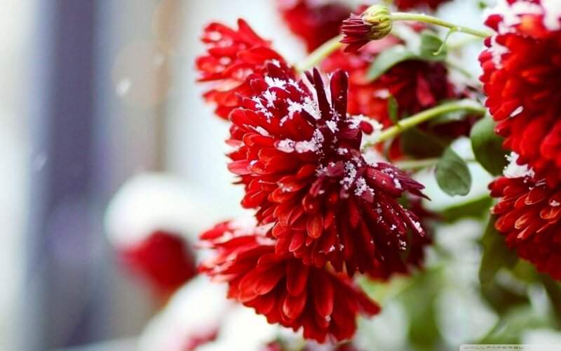 Red Chrysanthemums with Snow