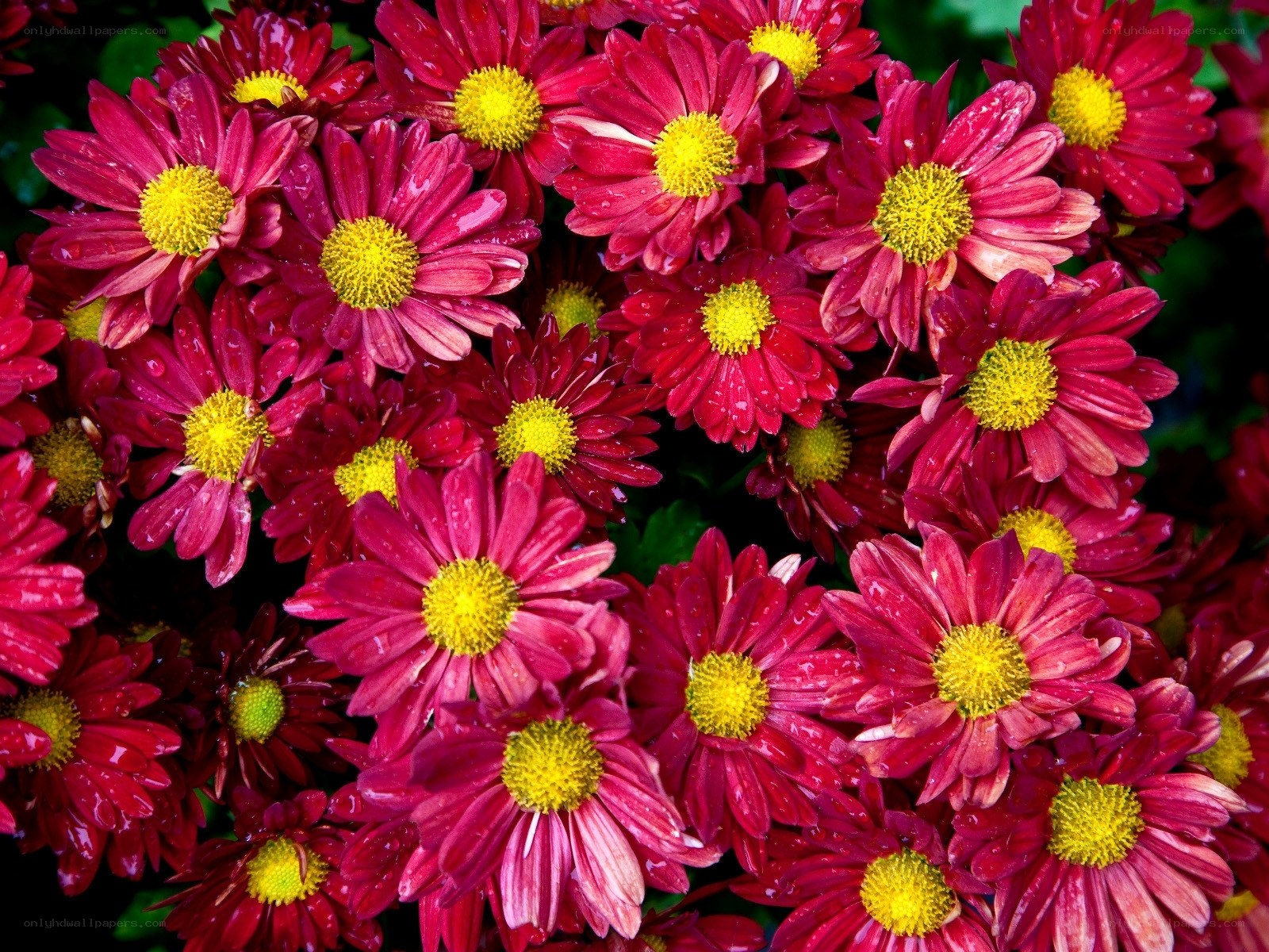 Red chrysanthemums with water droplets