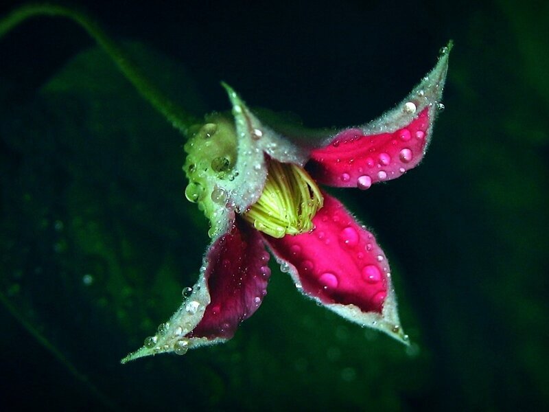 Red Clematis Flower