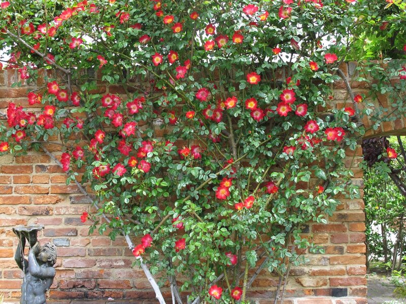 Red Climbing Roses