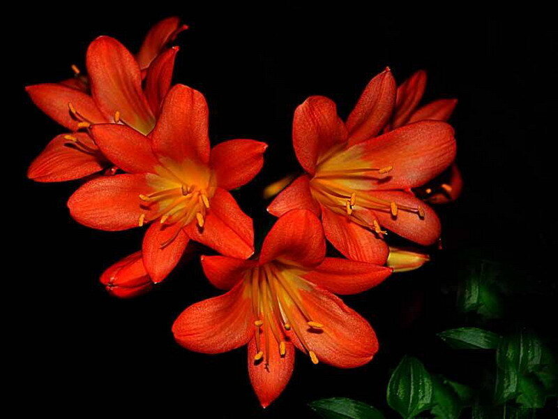 Red Clivia Flowers — Dramatic