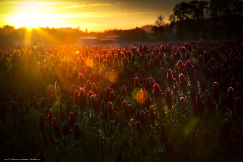 Red Clover Field at Sunset — Purple