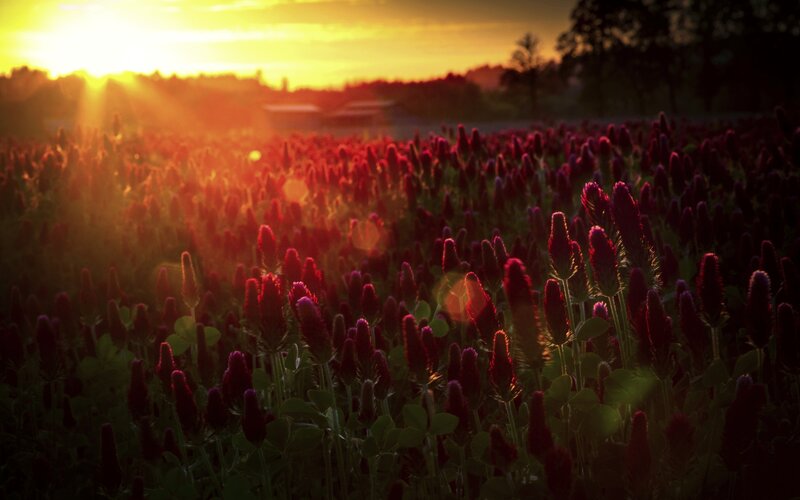 Red Clover Field at Sunset