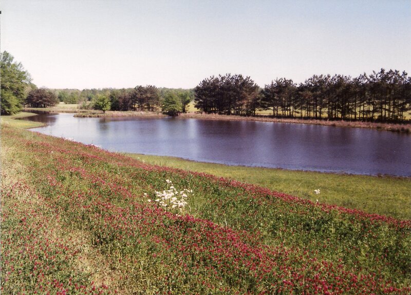 Red Clover Field by Pond