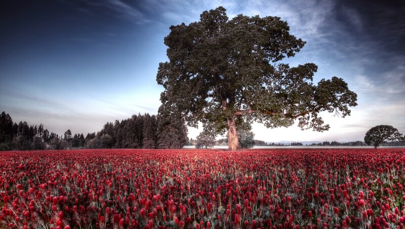 Red Clover Field — Serene, Morning, Photograph
