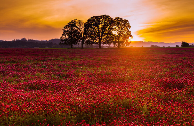 Red Clover Field — Serene, Sunset