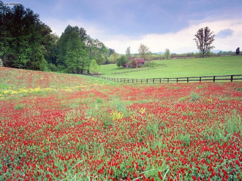 Red Clover Field — Serene
