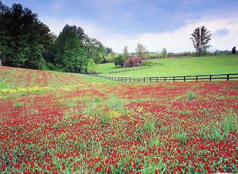Red Clover Field