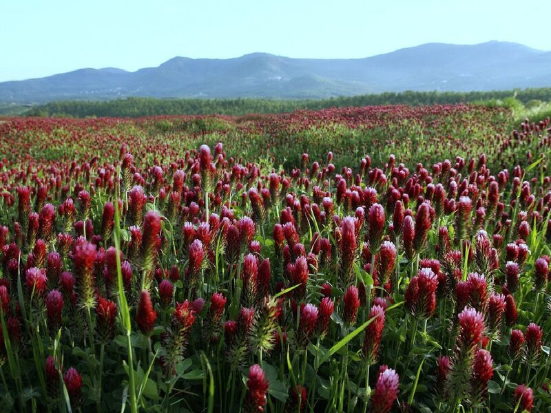 Red clover field with mountains