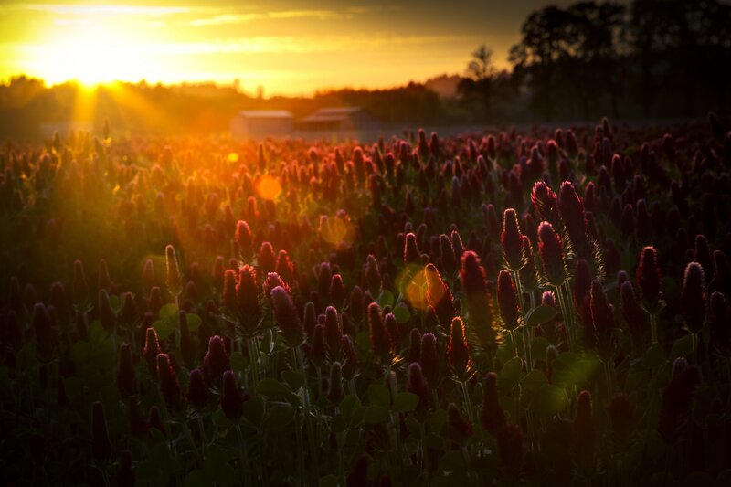Red Clover Field — Yellow