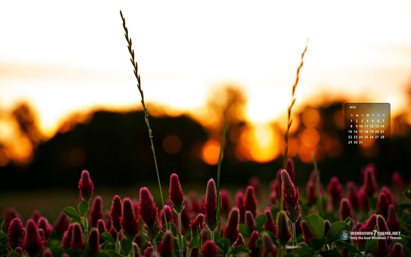 Red Clover Flowers at Sunset
