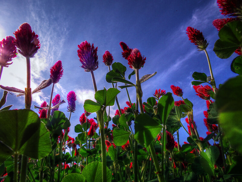 Red Clover Flowers — Green