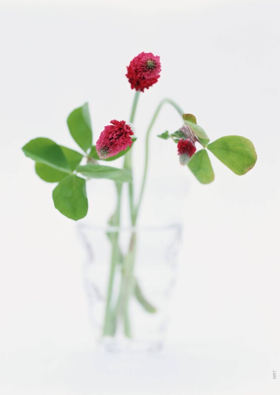 red clover flowers in a vase