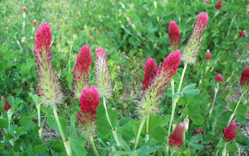 Red Clover Flowers — Natural