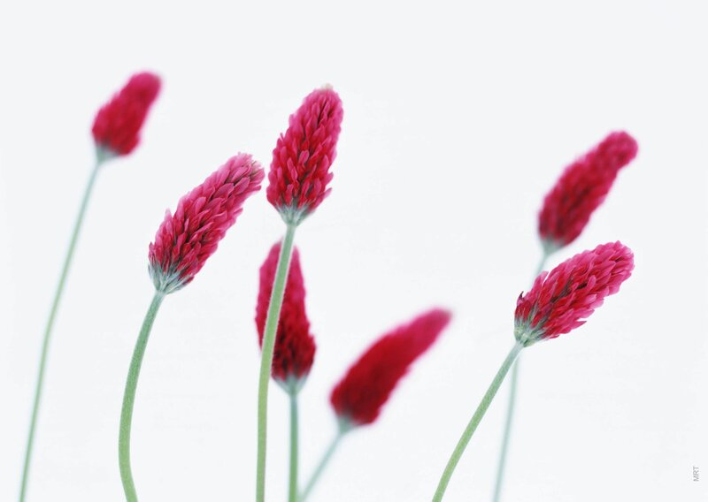 Red clover flowers on white
