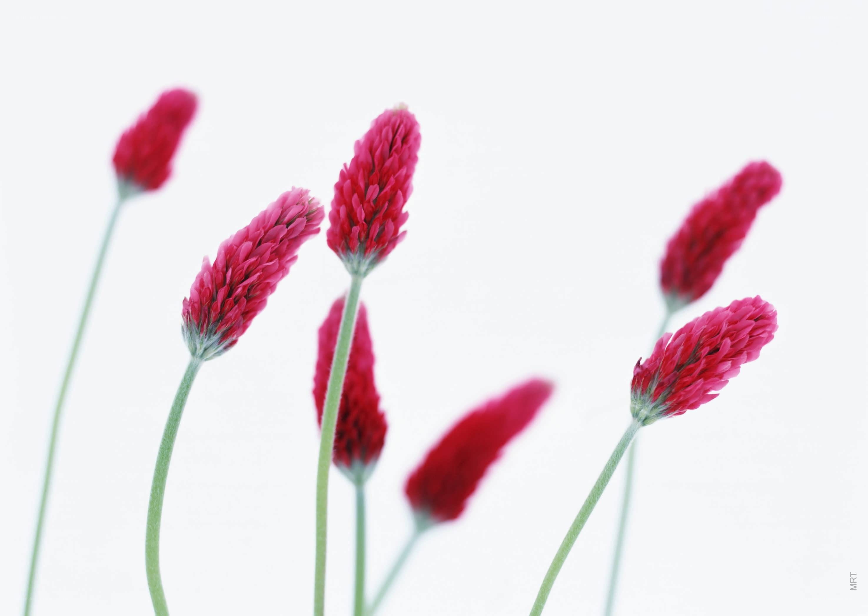 Red clover flowers on white
