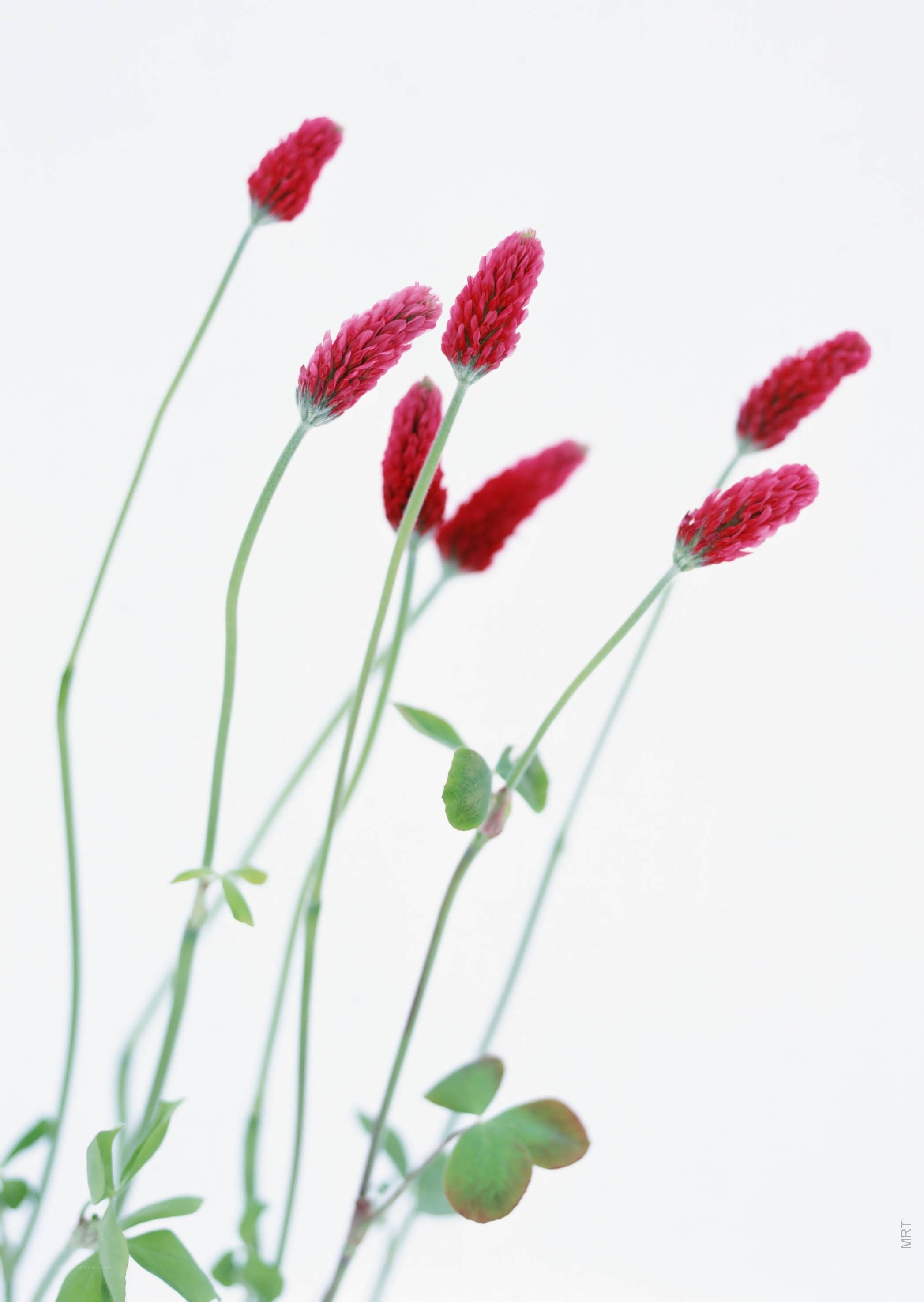 Red clover flowers on white