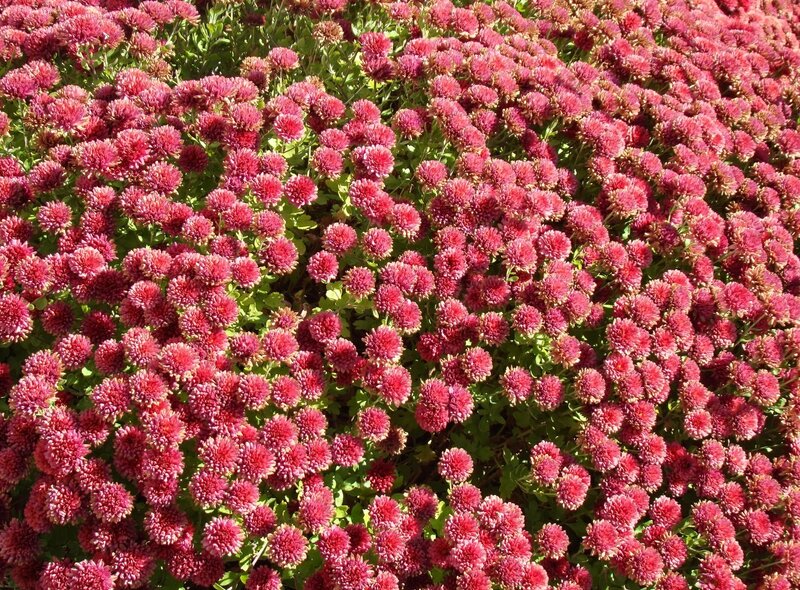 Red Clover Flowers
