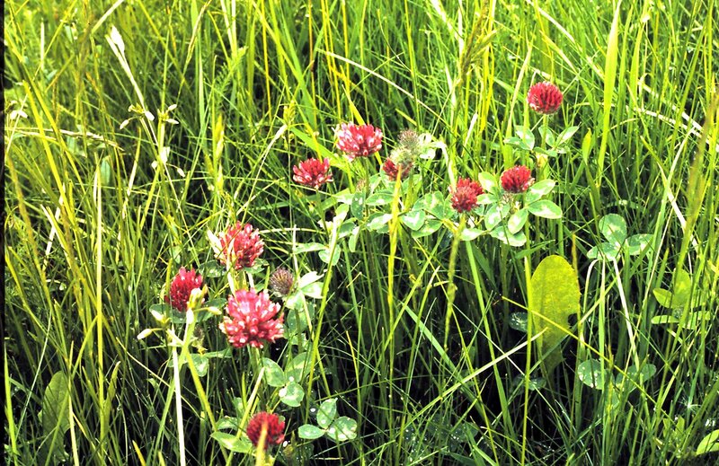 Red Clover in Grass — Green
