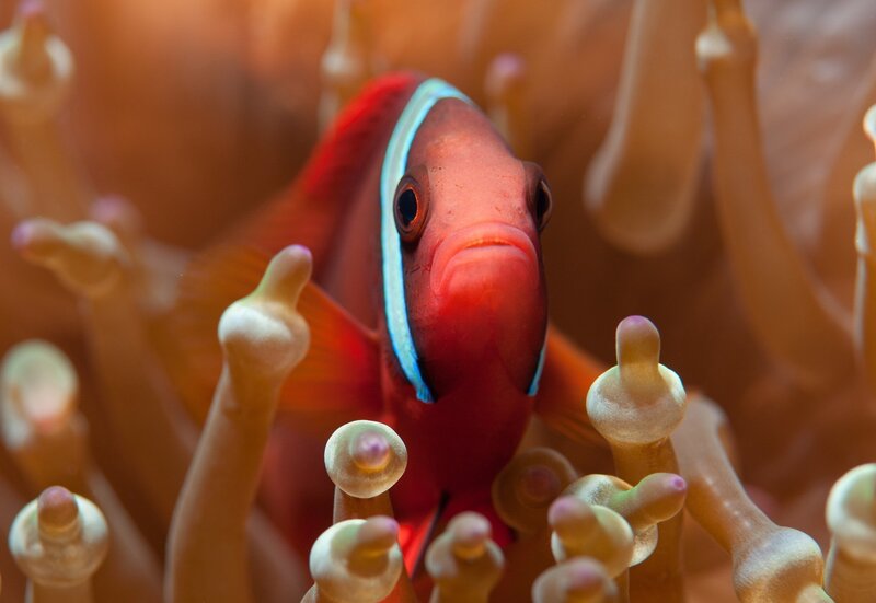 Red Clownfish in Anemone — Calm