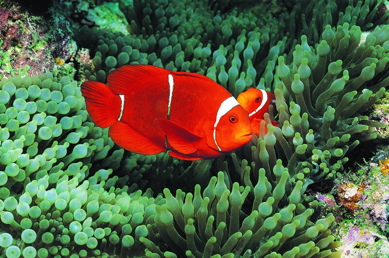 Red clownfish in sea anemone