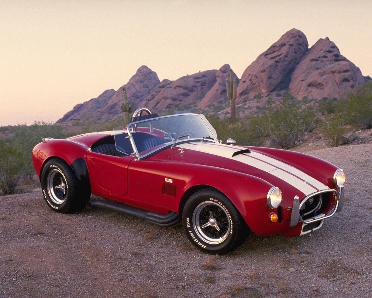 Red Cobra in desert landscape