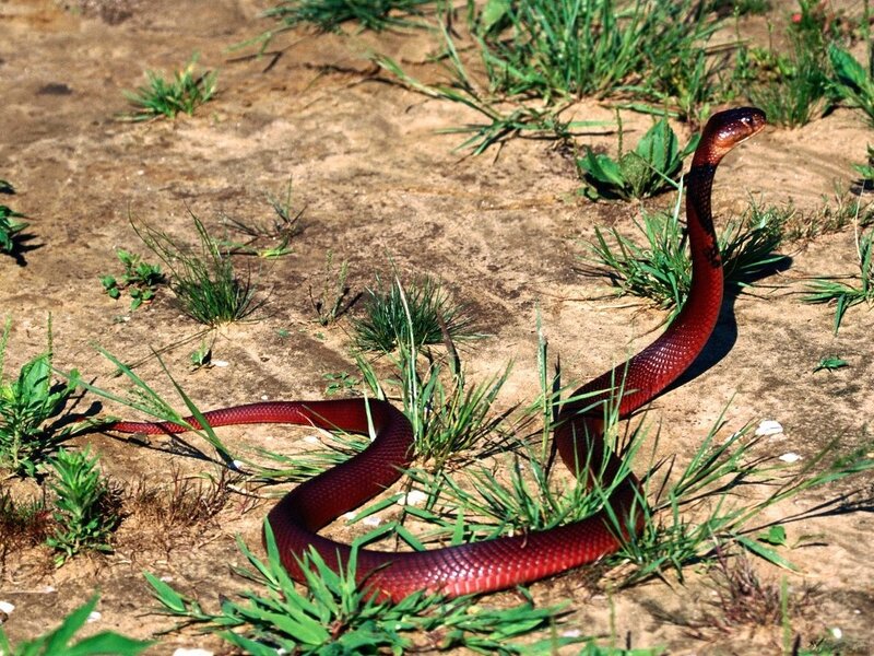 Red Cobra on Ground