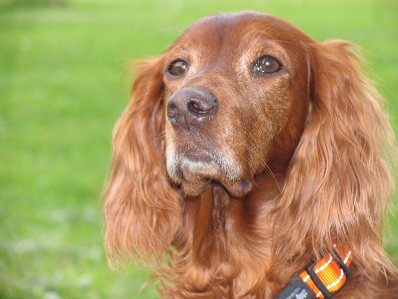 Red Cocker Spaniel — Brown, Calm