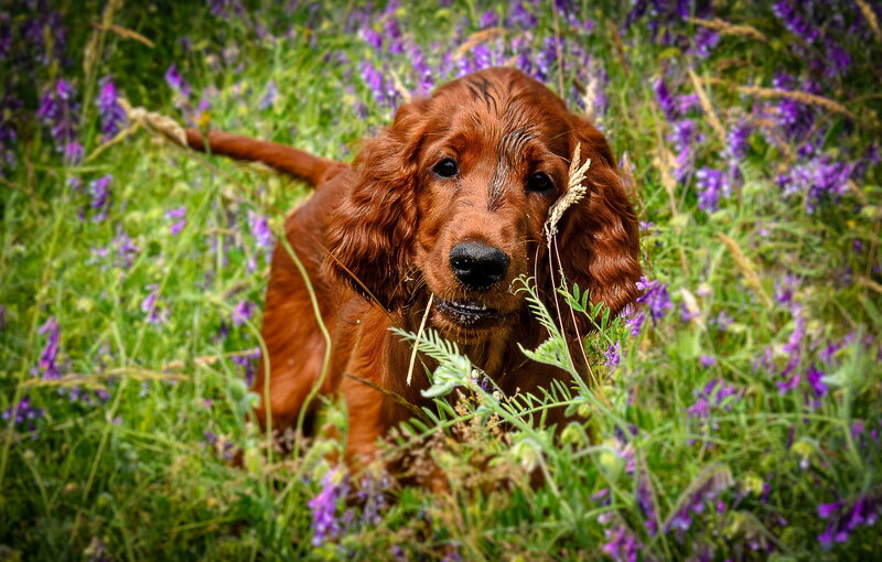 Red Cocker Spaniel — Brown