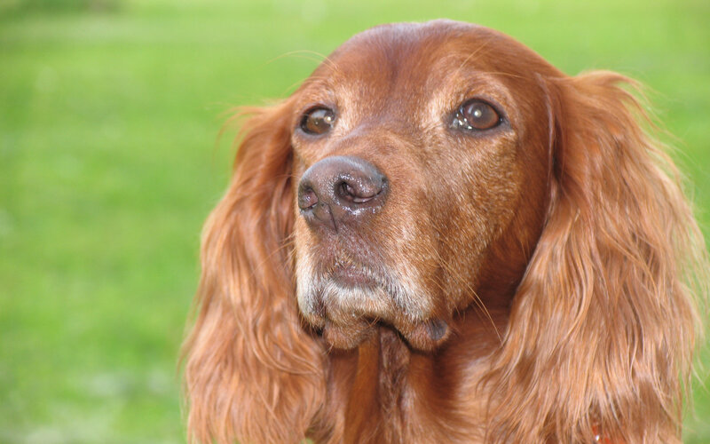 Red Cocker Spaniel