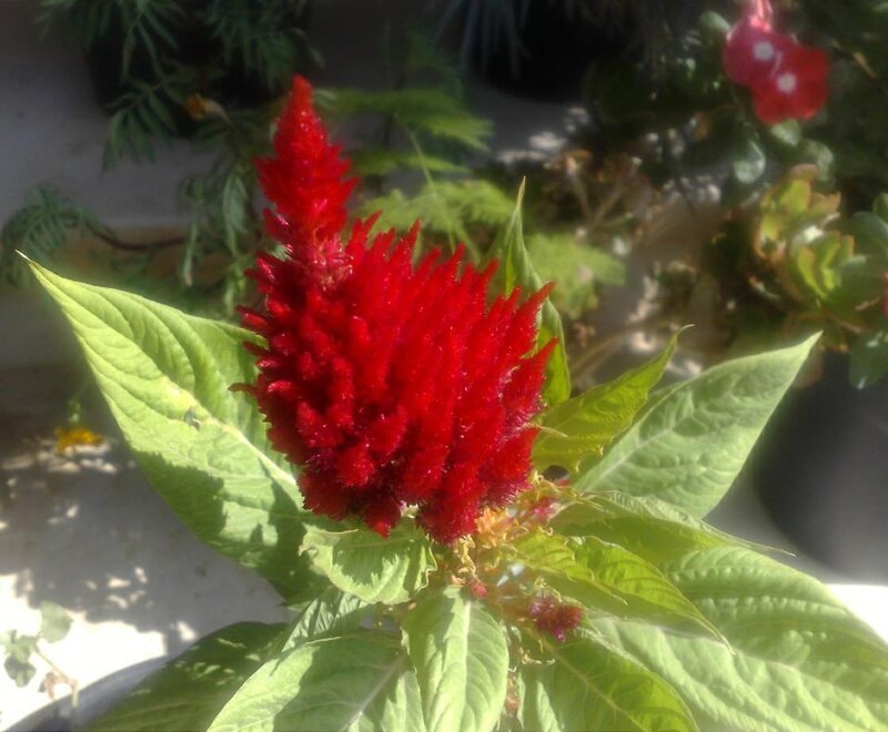 Red Cockscomb Flower — Calm, Afternoon