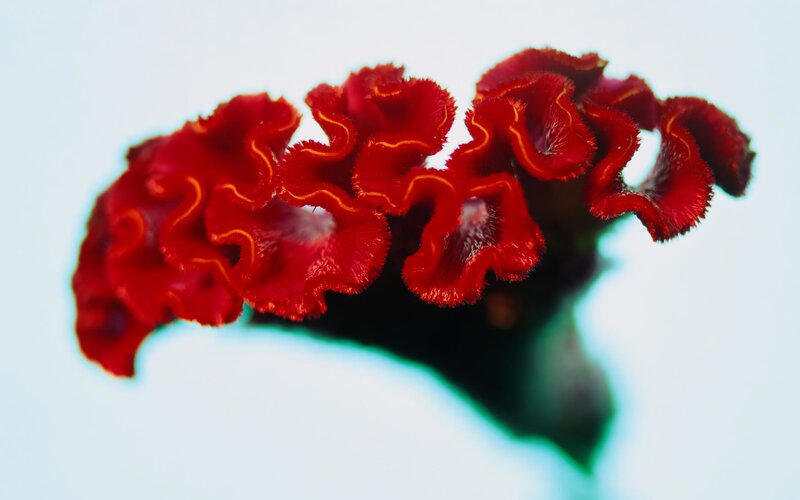 Red Cockscomb Flower — Calm