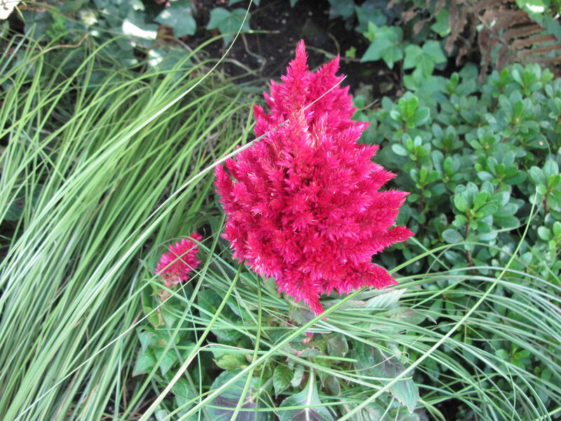 Red Cockscomb Flower — Natural, Afternoon, Photograph, Grass