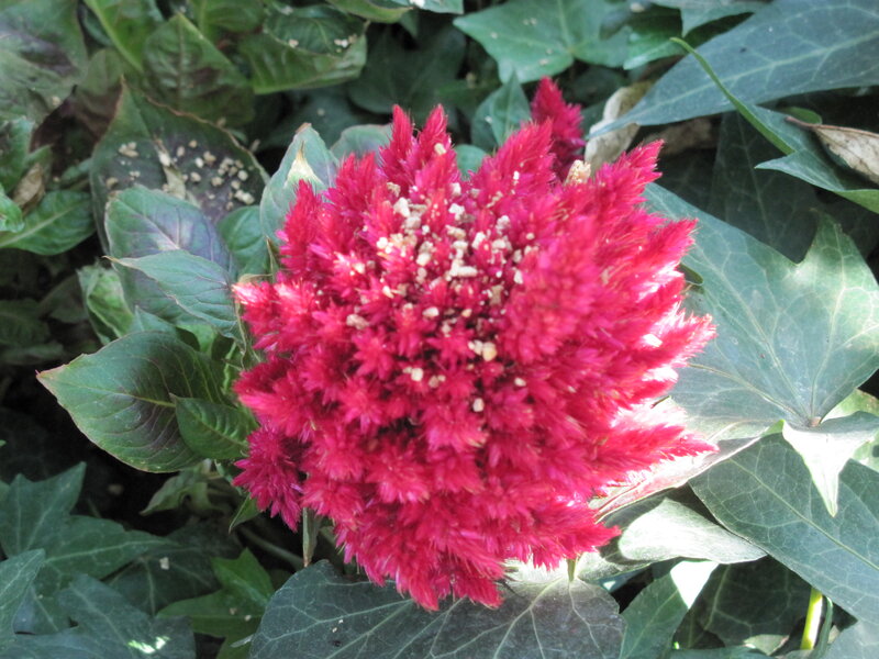 Red Cockscomb Flower — Natural, Afternoon, Photograph, Green Leaves